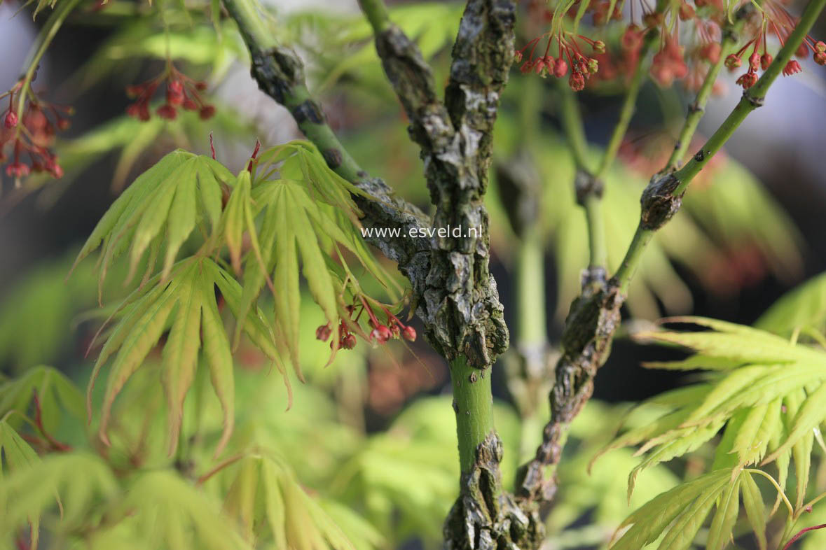 Acer palmatum 'Arakawa-ukon'