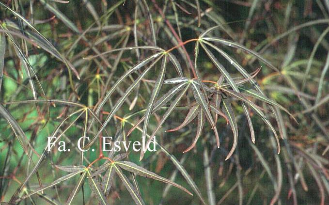 Acer palmatum 'Atrolineare'