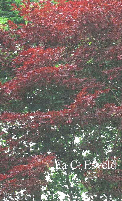 Acer palmatum 'Attraction'