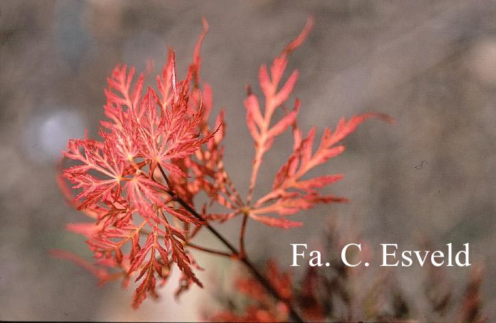 Acer palmatum 'Autumn Fire'