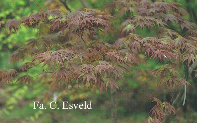 Acer palmatum 'Azuma-murasaki'