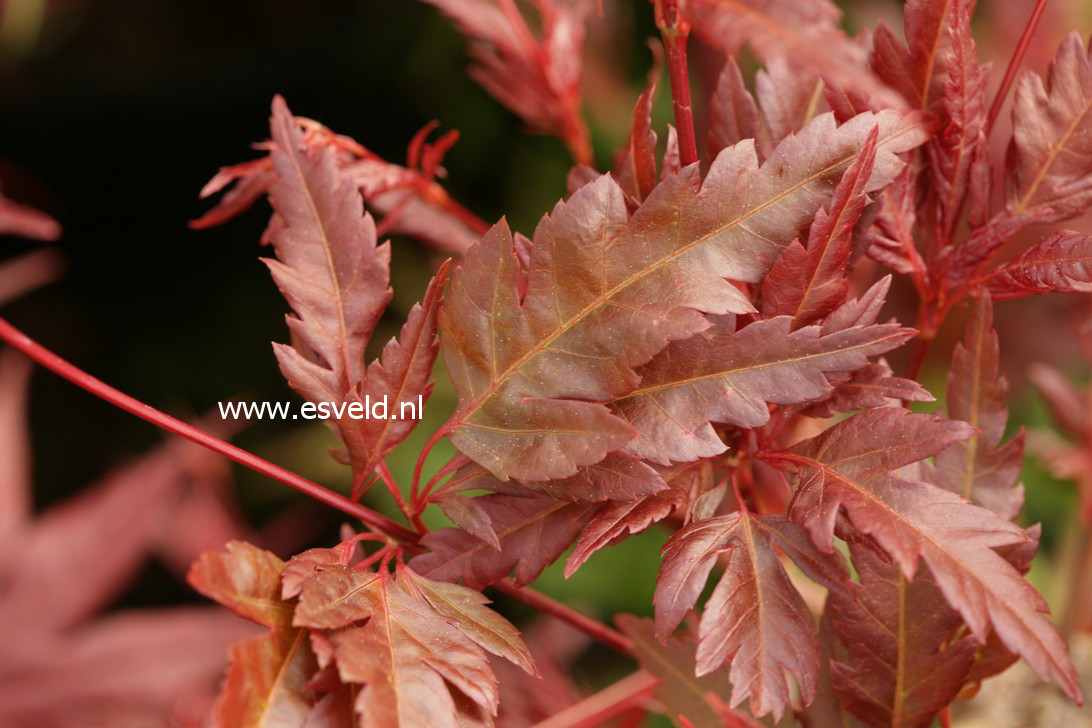 Acer palmatum 'Beni-hagaromo'