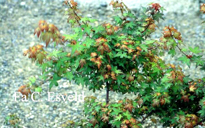 Acer palmatum 'Beni-hime'