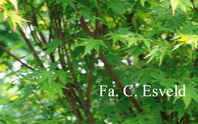 Acer palmatum 'Beni-kawa'