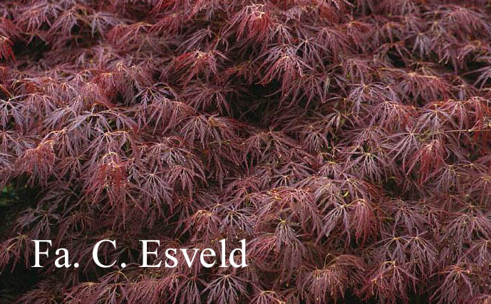 Acer palmatum 'Beni-shidare'