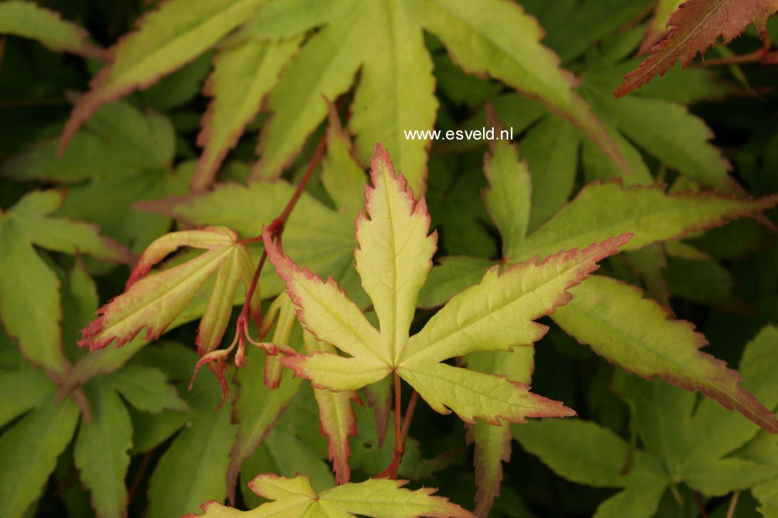 Acer palmatum 'Chūgū-ji'