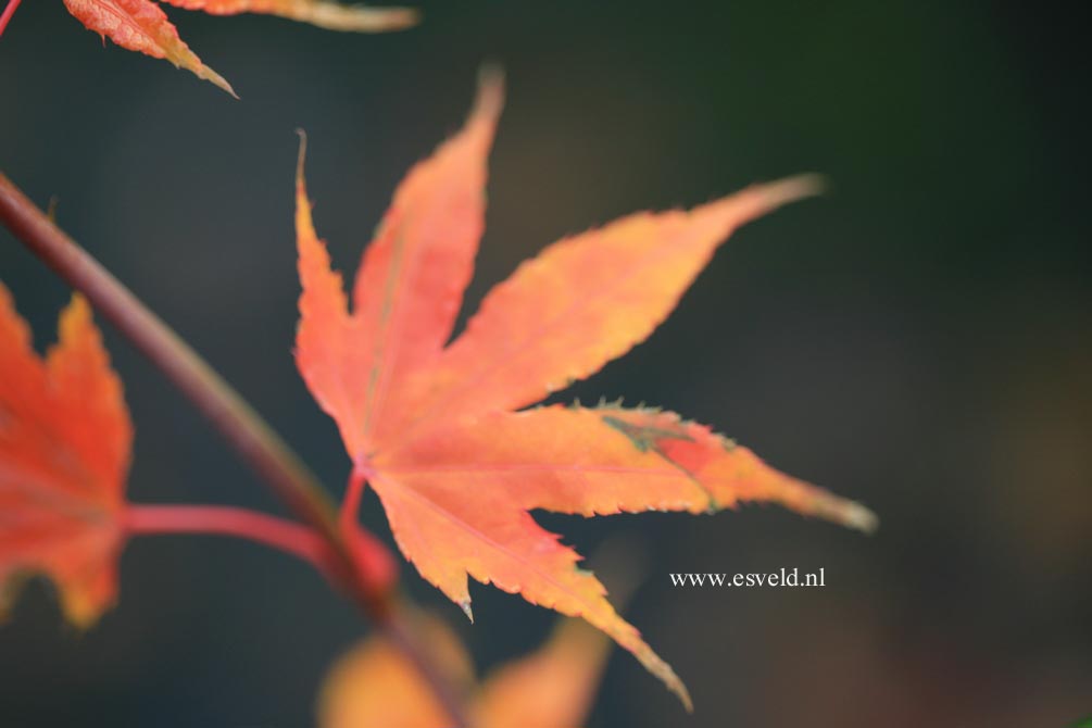 Acer palmatum 'Daiji-sen'