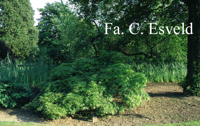 Acer palmatum 'Dissectum Paucum'