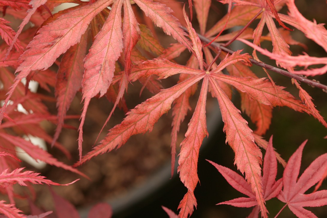 Acer palmatum 'Earthfire'