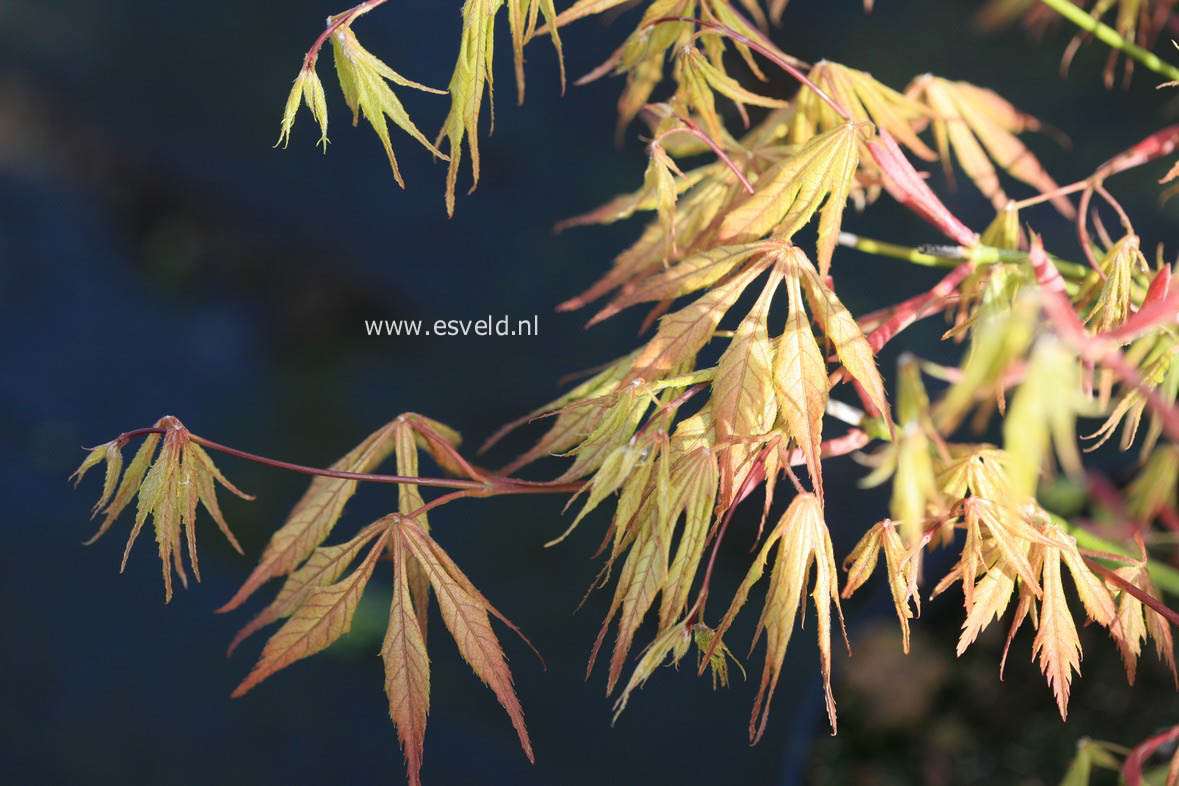 Acer palmatum 'Elmwood'
