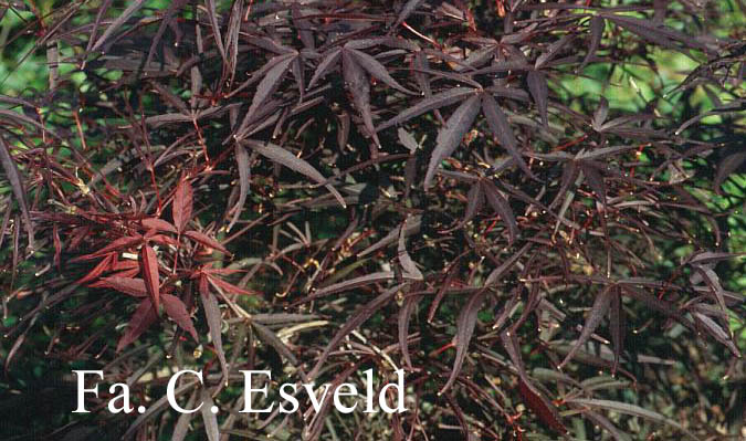 Acer palmatum 'Enkan'