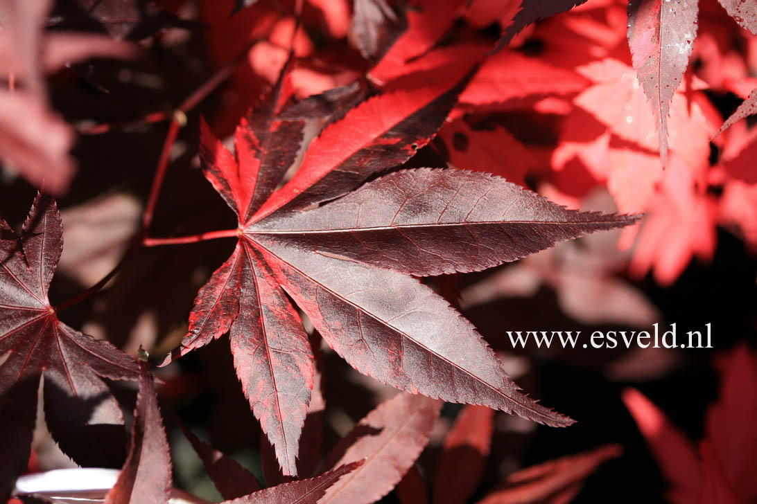 Acer palmatum 'Fujinami-nishiki'