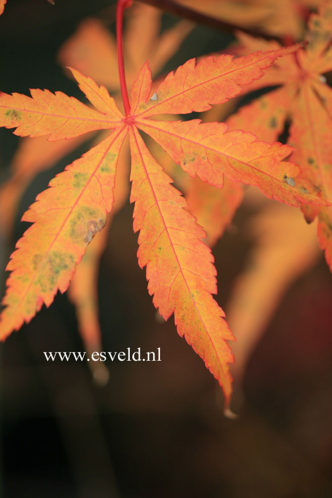 Acer palmatum 'Fukui'