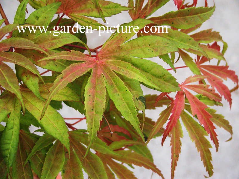 Acer palmatum 'Geisha'