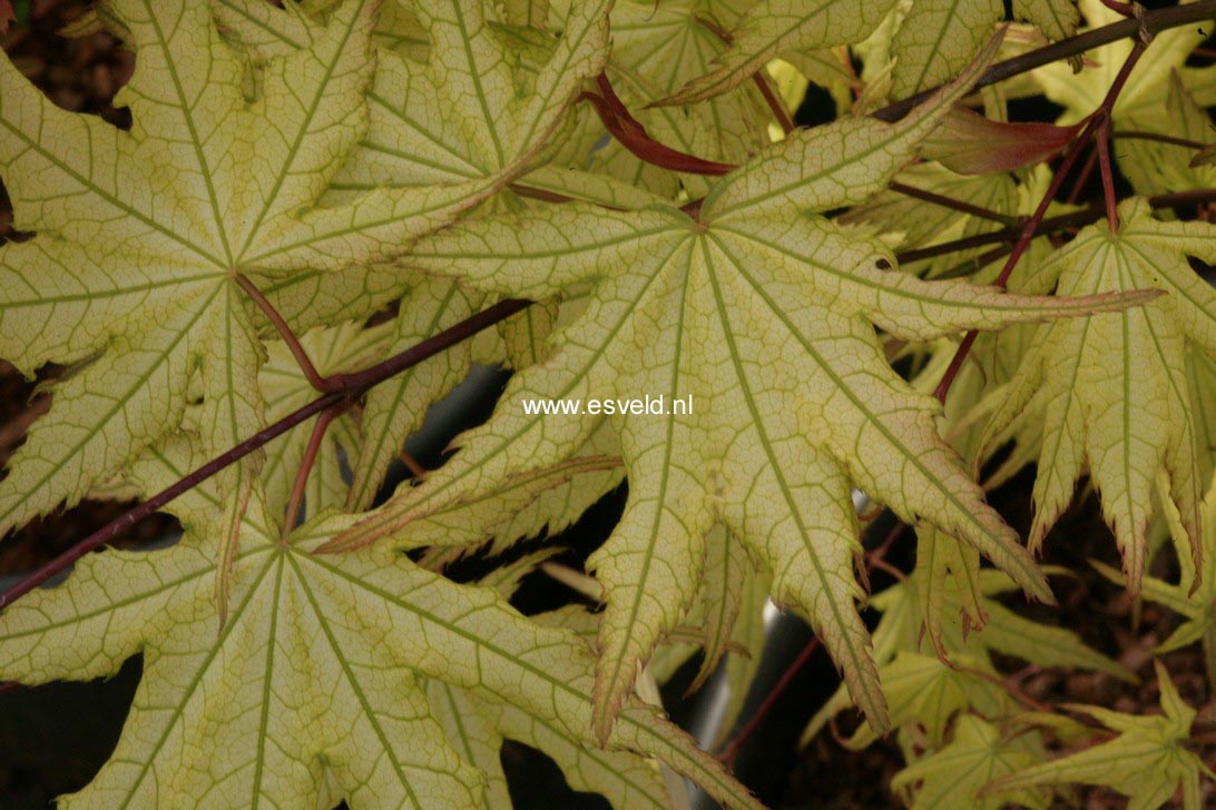 Acer palmatum 'Ghost Dancer'