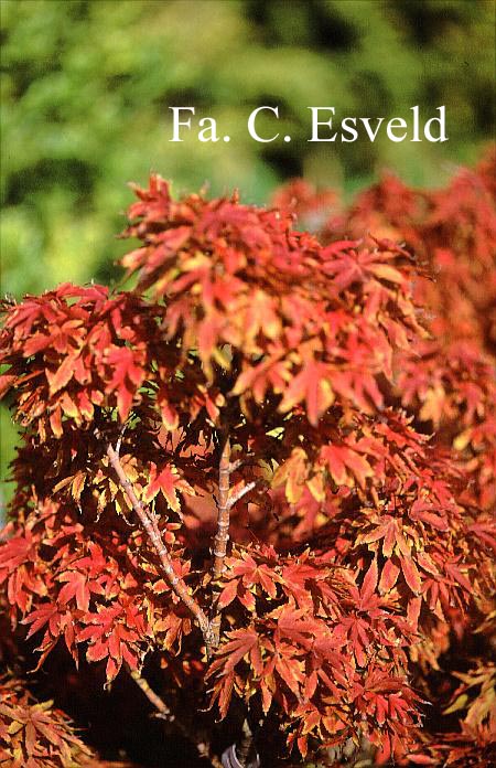 Acer palmatum 'Globosum'