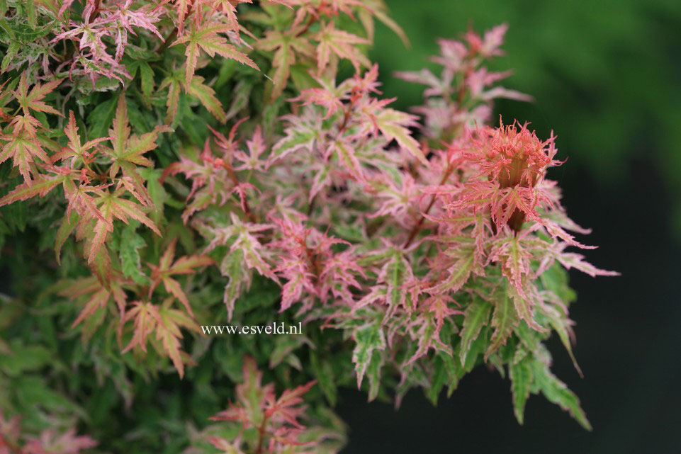 Acer palmatum 'Goshiki-kotohime'