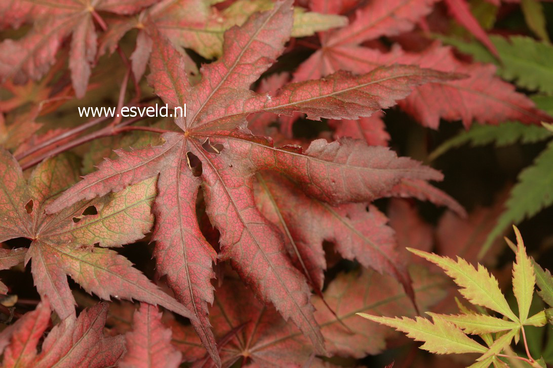 Acer palmatum 'Harold Seedling'
