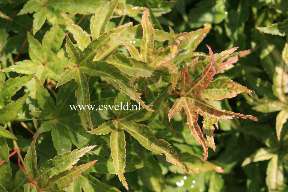 Acer palmatum 'Harusama' (Syohwa Period)