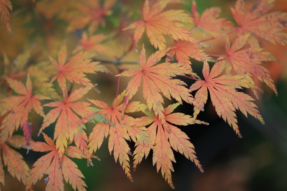 Acer palmatum 'Harusame'