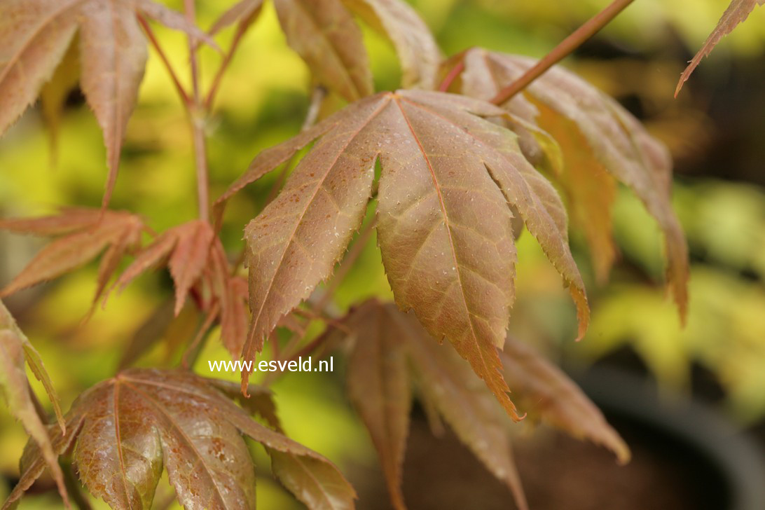Acer palmatum 'Hatsu-shigure'