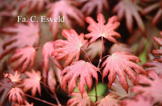 Acer palmatum 'Hemelrijk'