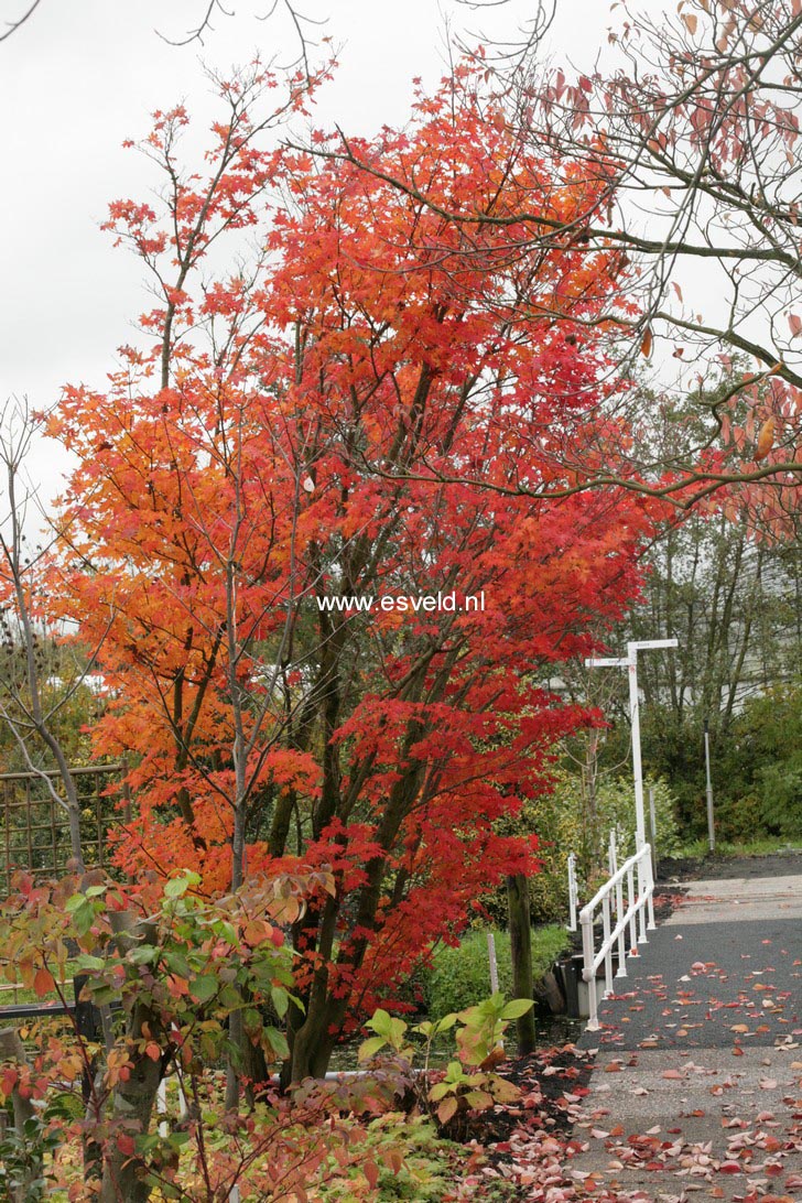 Acer palmatum 'Herbstfeuer'