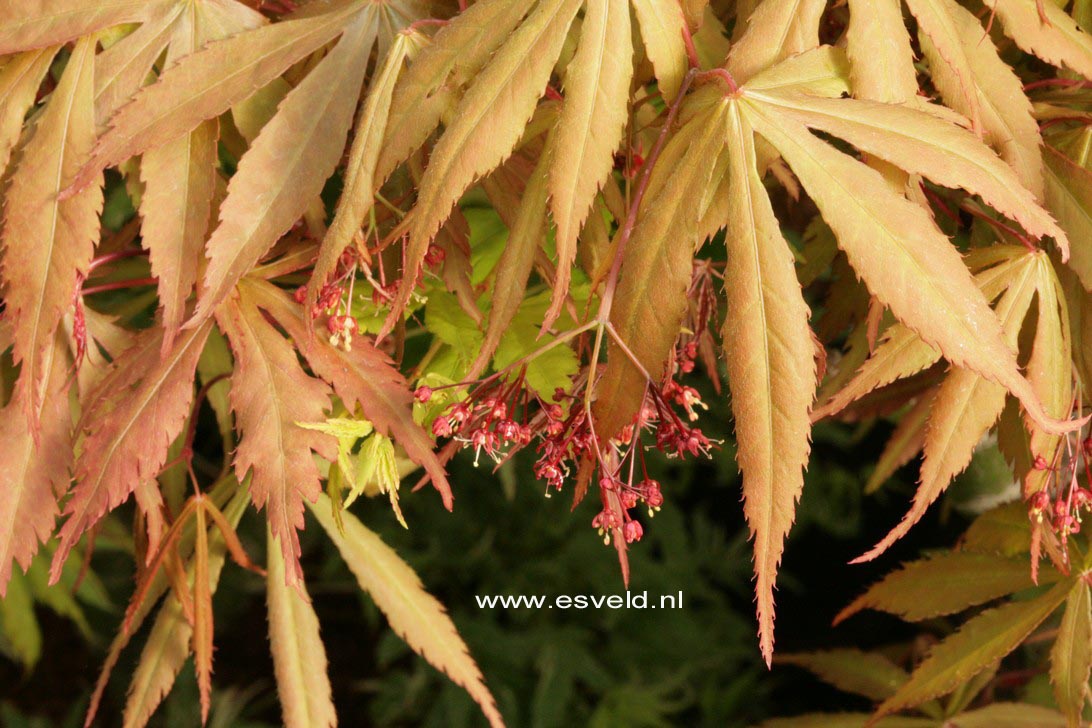 Acer palmatum 'Hime-chidori'