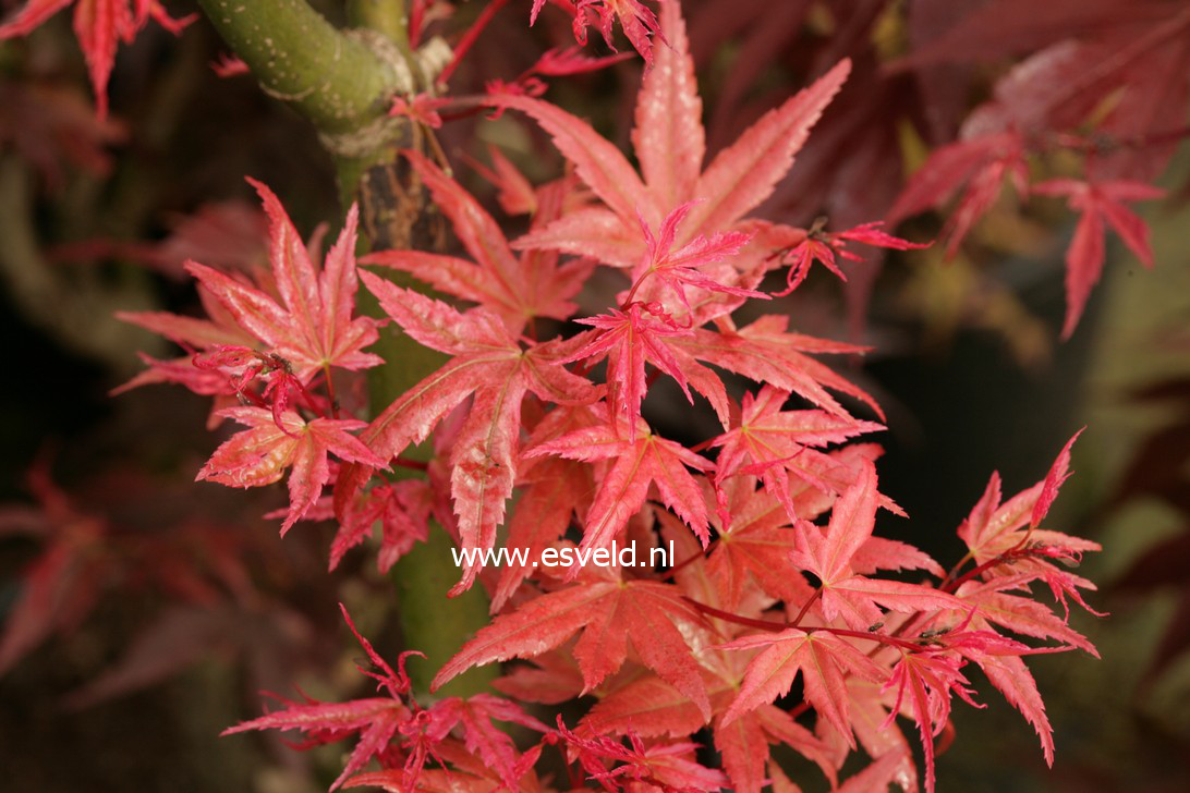 Acer palmatum 'Hino-tori-nishiki'