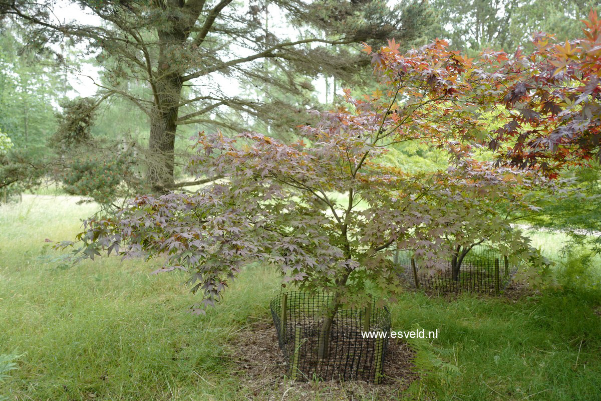 Acer palmatum 'Hiyugha-yama'