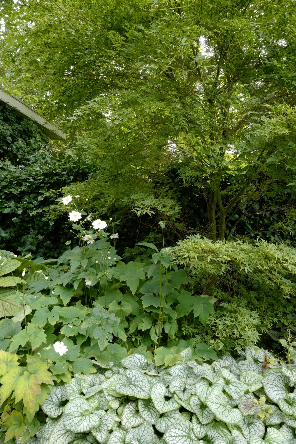 Acer palmatum 'Hoshi-kuzu'