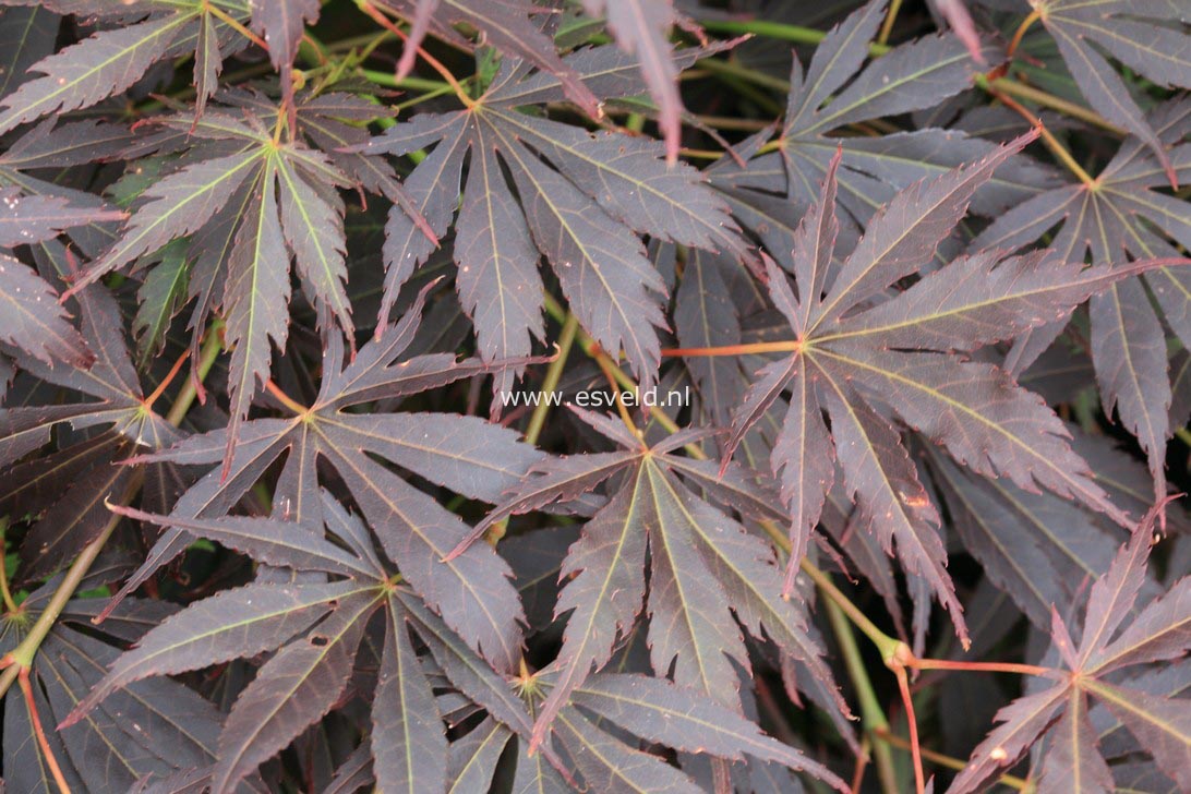 Acer palmatum 'Immoyama'