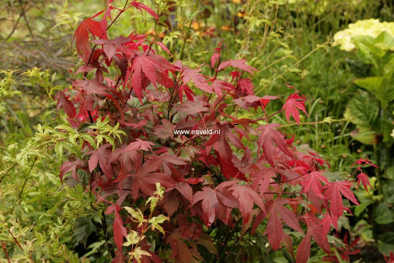 Acer palmatum 'In The Pink'