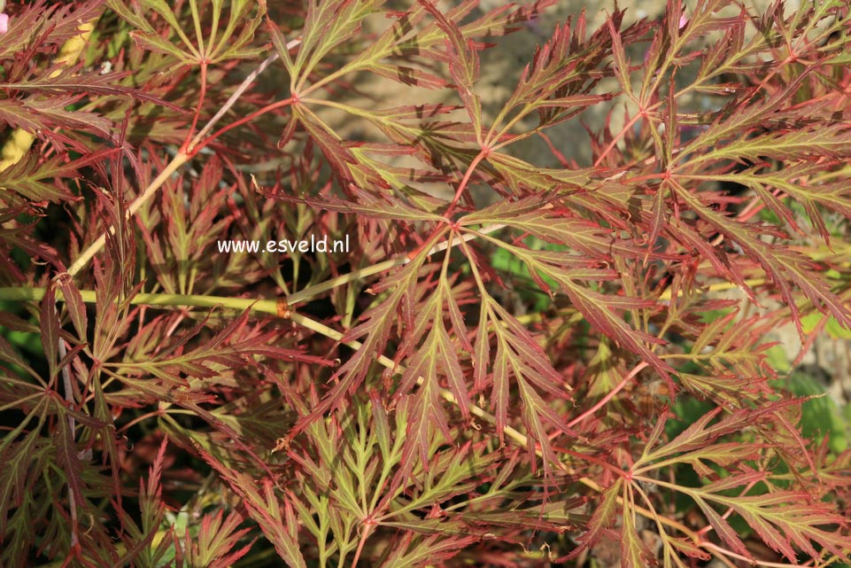 Acer palmatum 'Irish Lace'