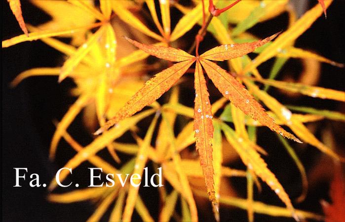 Acer palmatum 'Iso-shibuki'