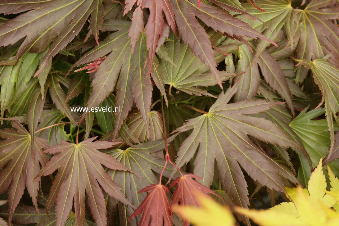 Acer palmatum 'Johin'