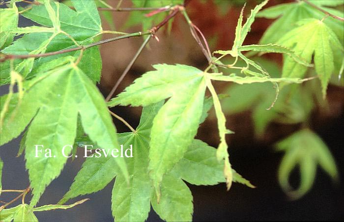 Acer palmatum 'Kaba'
