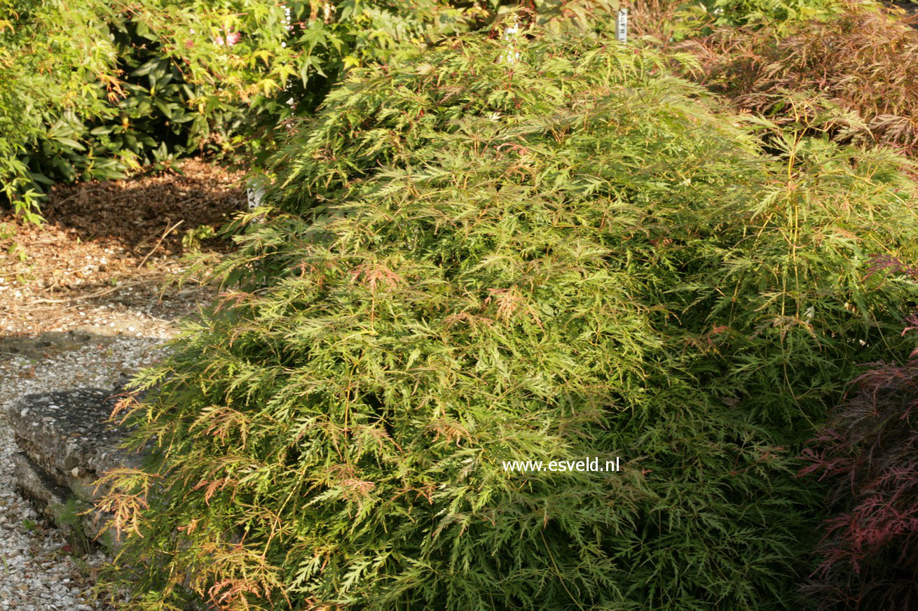 Acer palmatum 'Kaga-sudare'