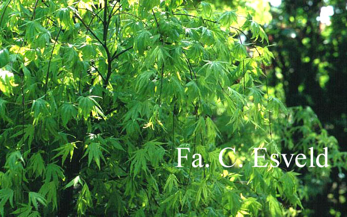 Acer palmatum 'Kiri-nishiki'
