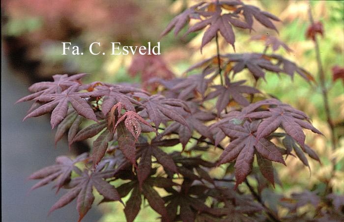 Acer palmatum 'Koba-shohjoh'