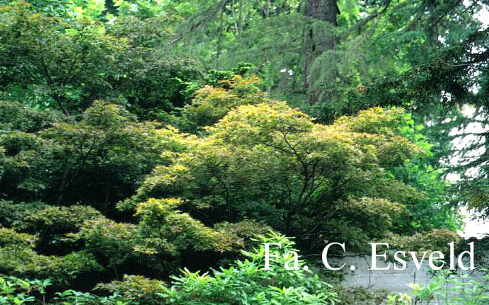 Acer palmatum 'Koko'