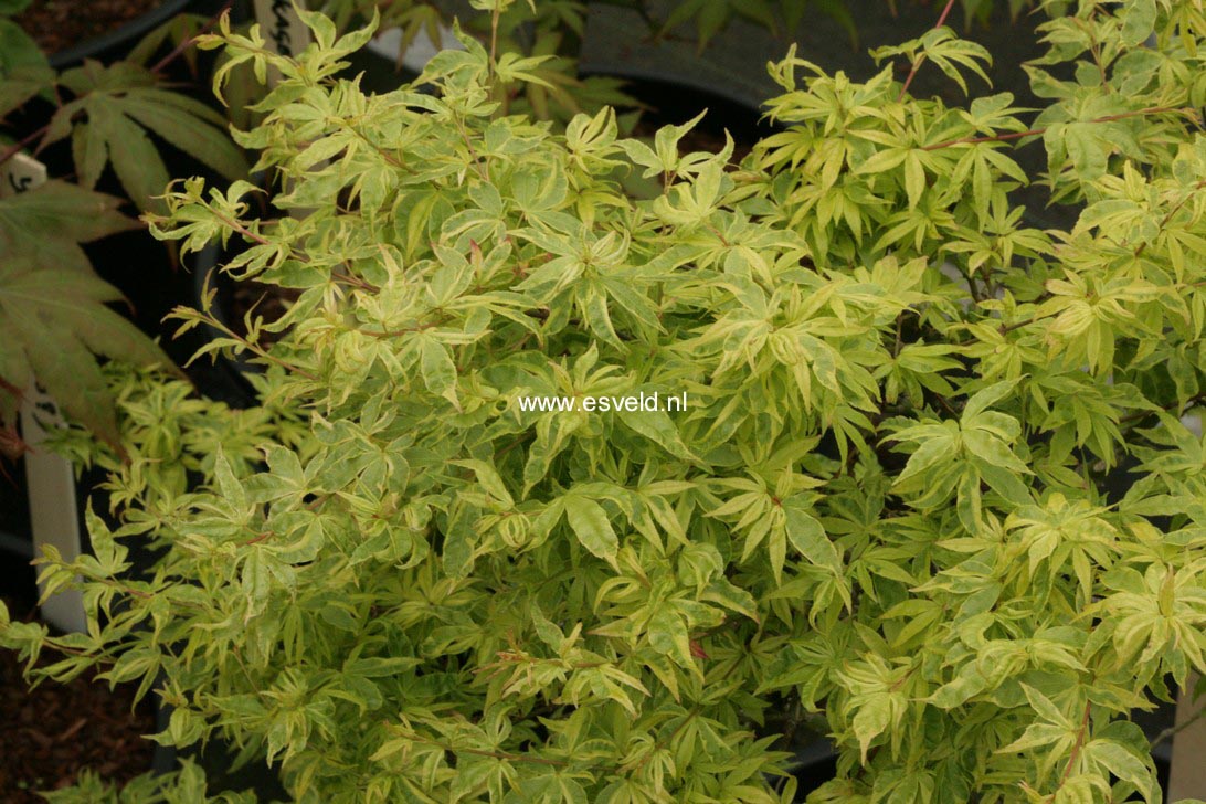 Acer palmatum 'Kokubunji-nishiki'