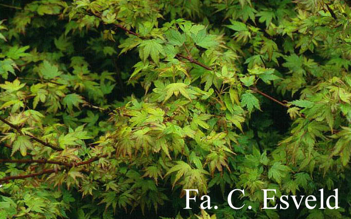 Acer palmatum 'Koto-maru'