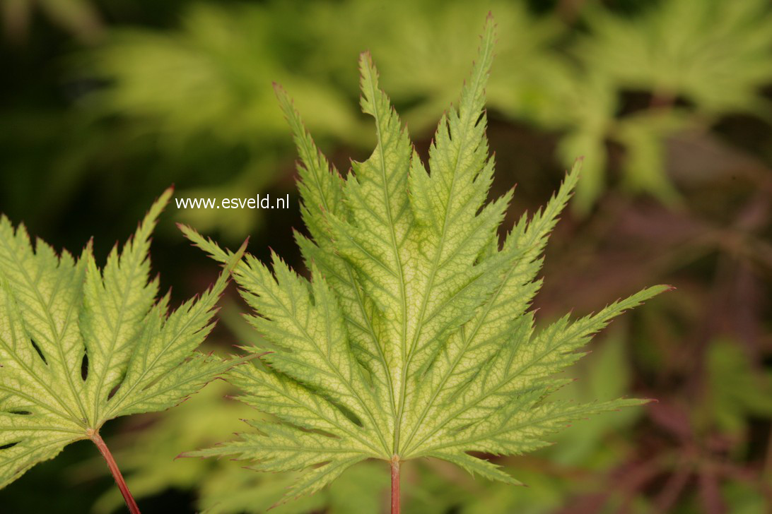 Acer palmatum 'Koyuki'