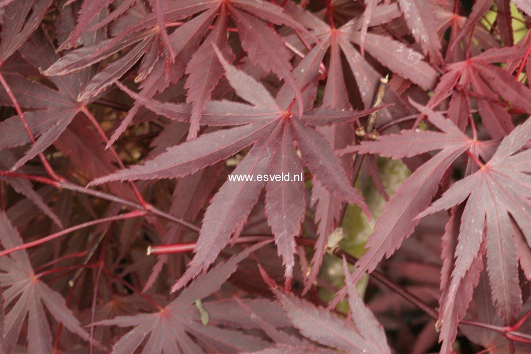 Acer palmatum 'Kuro-kami-yama'