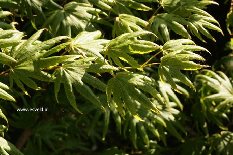Acer palmatum 'Little Green Star'