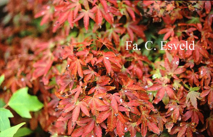 Acer palmatum 'Little Princess'