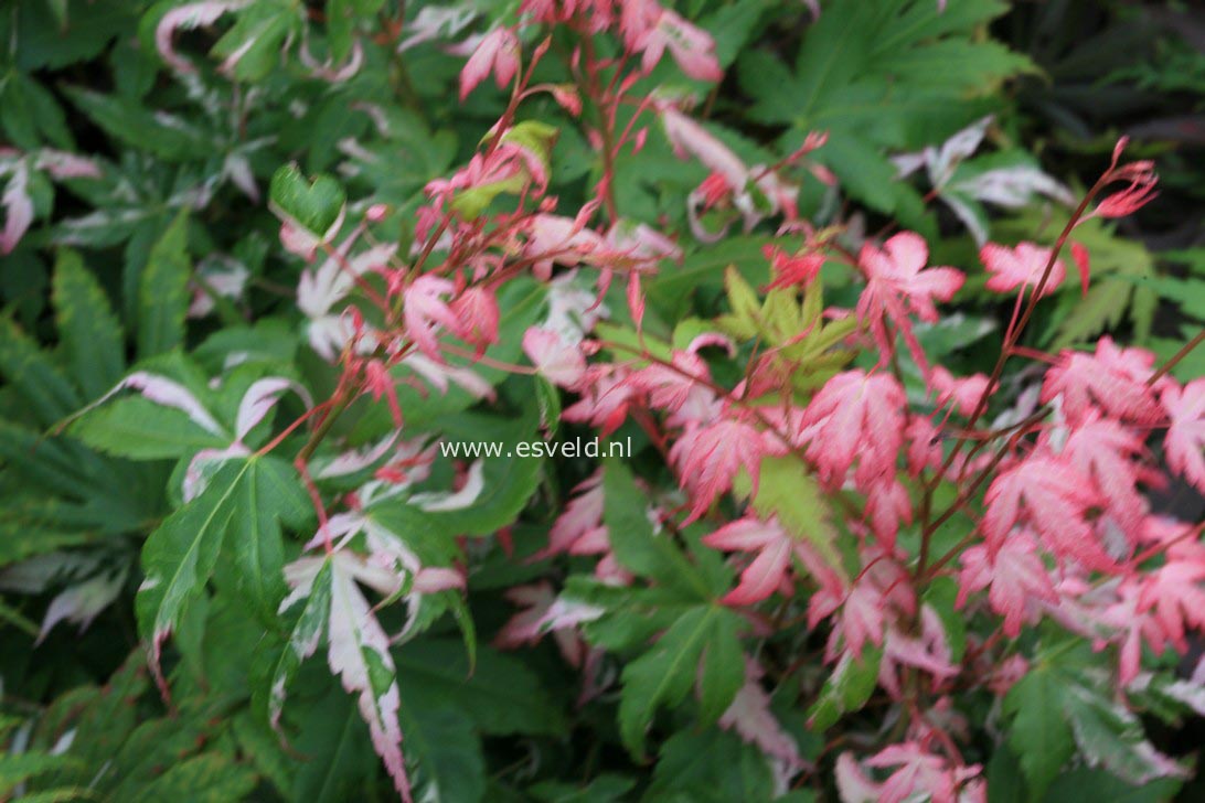 Acer palmatum 'Mardi Gras'