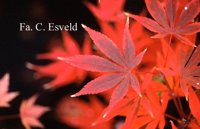 Acer palmatum 'Matsuo'
