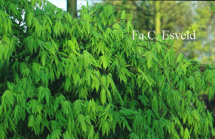 Acer palmatum 'Matsuyoi'